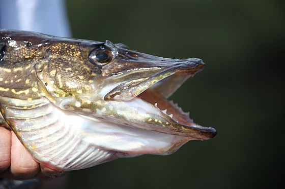 Pike fishing in the Manouane River 